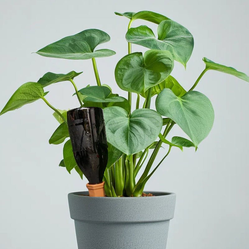CeraSoak Plant Watering Spikes | Eco-Friendly Ceramic, 4-Pack - Hartwella