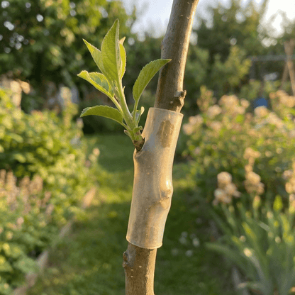 Graftify Silicone Grafting Sleeves | Biodegradable, Flexible Design - Hartwella