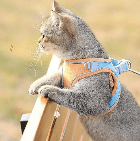 Pawfect Vest Leash | Lightweight, Breathable Design - Hartwella