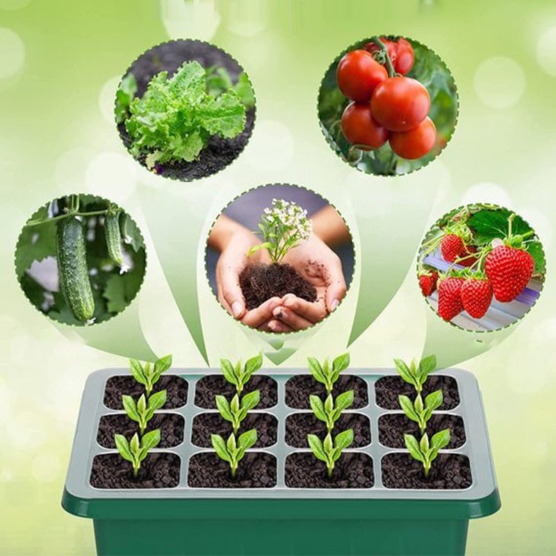 Seda Seed Starter Tray | Grow Light Included - Hartwella